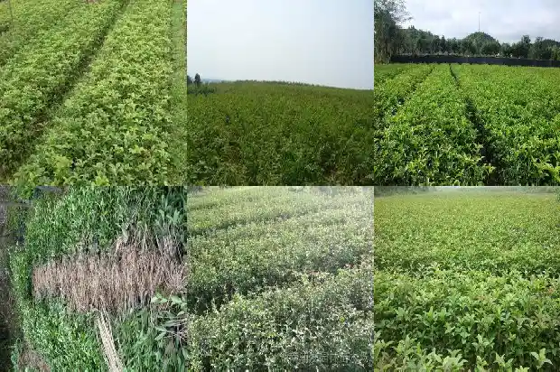 桂花树开花要几年1682989355047