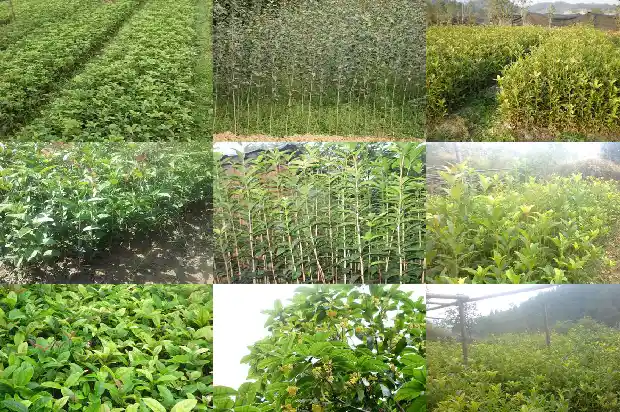 桂花树开花要几年1682989355095