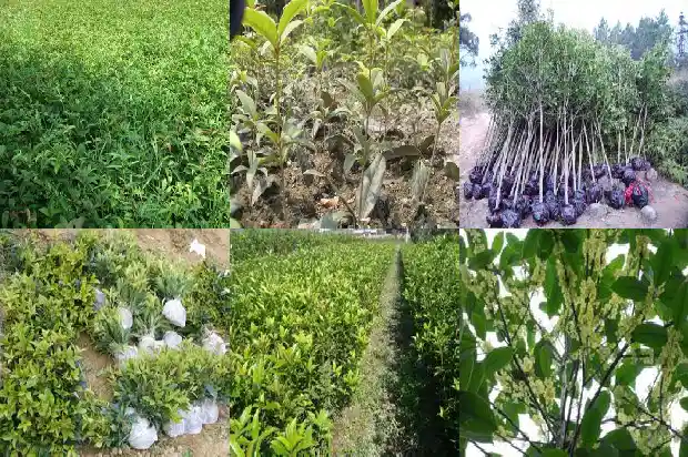 怎么晒桂花干1689576940485