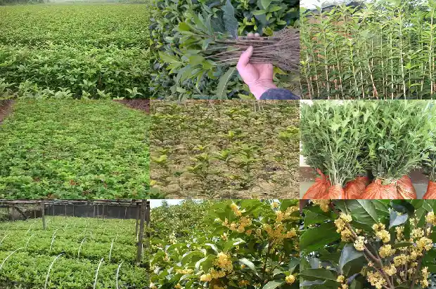 桂花树多大能开花结果呢1682989376477