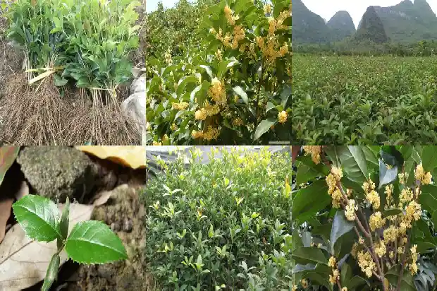桂花树多大可以开花了1682989396415