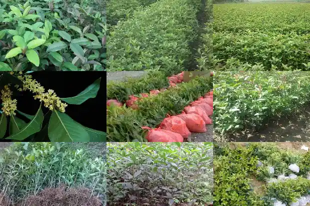 桂花树多大可以开花了1682989396463