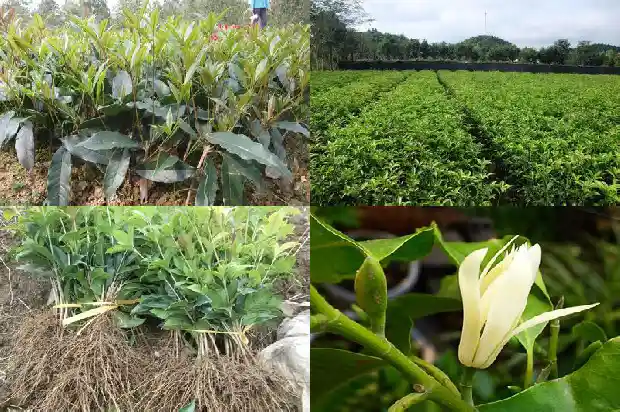 桂花树多大可以开花了1682989396511