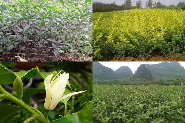 天香台阁桂花和日香桂哪个更优美一点1690850213392
