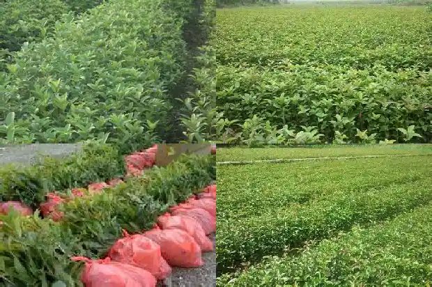 桂花怎么养比较好1689208000553