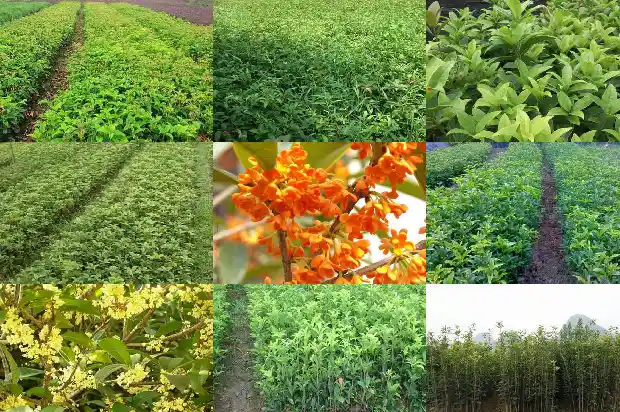 桂花树种多长时间开花啊1682989457843