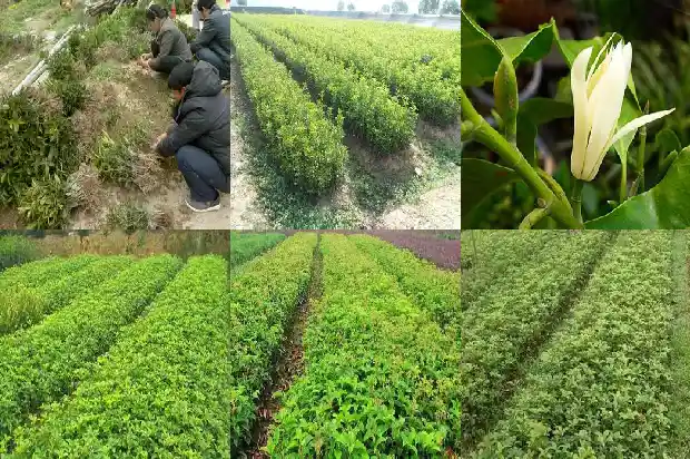 桂花树种植几年开花一次1682989473636