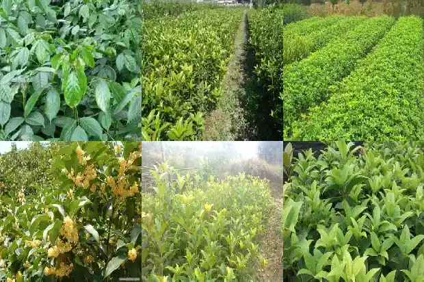 桂花树几时修剪1682989512666