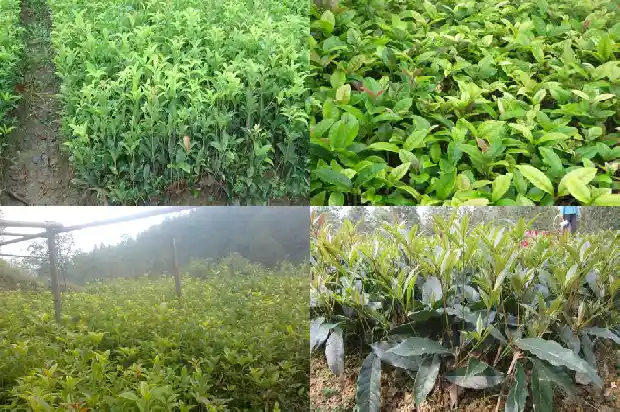 桂花树几时修剪1682989512714