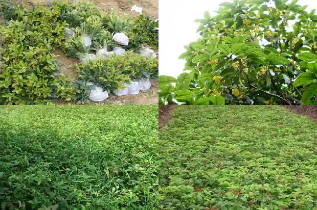桂花啥时候栽种1682989532764