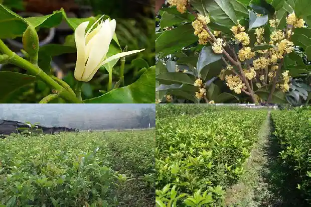 桂花树几月栽种合适1682989570094