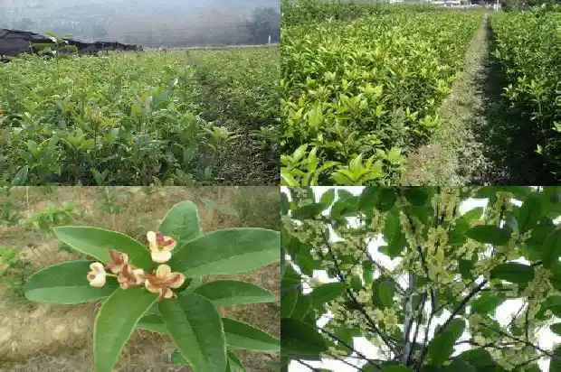 桂花树种多久1690849462618