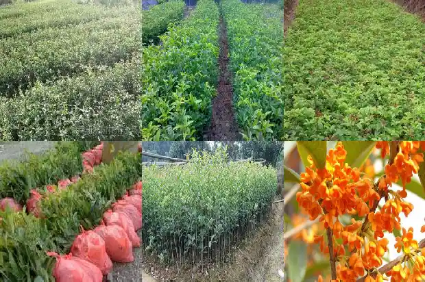 桂花多粗嫁接1682989594354