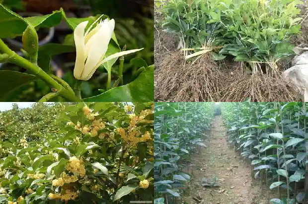 桂花多粗嫁接1682989594402