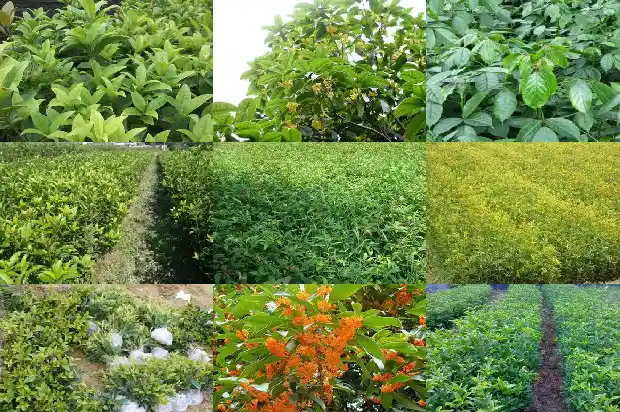 桂花多粗才能栽在院里1682989616621