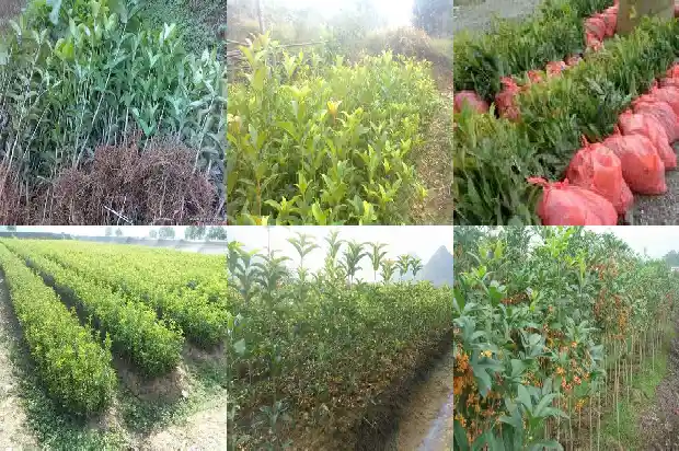 桂花多粗才能栽在院里1682989616716