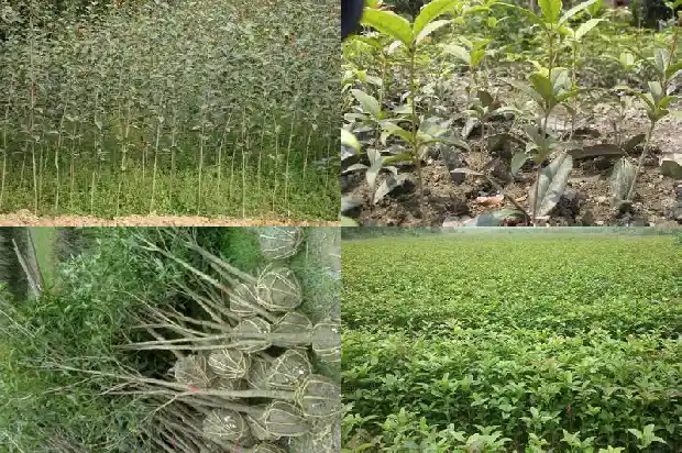桂花叶子越长越小1682989654141