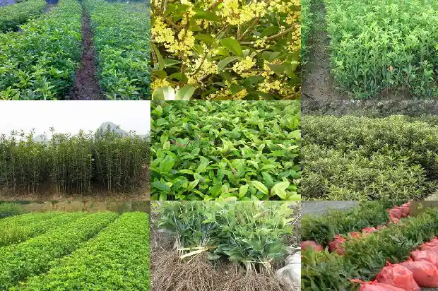 桂花形状颜色气味1682989673555