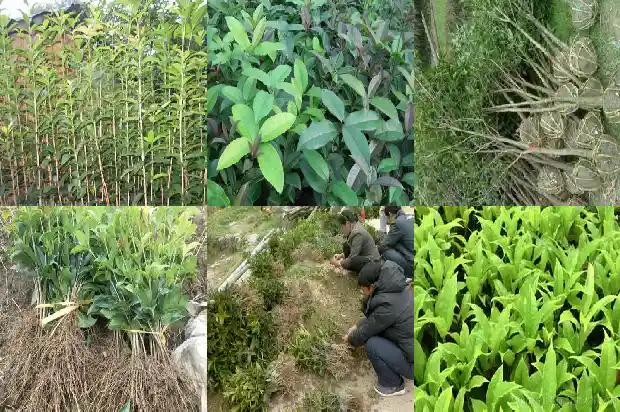 桂花树门前贵人立门内1682989706504