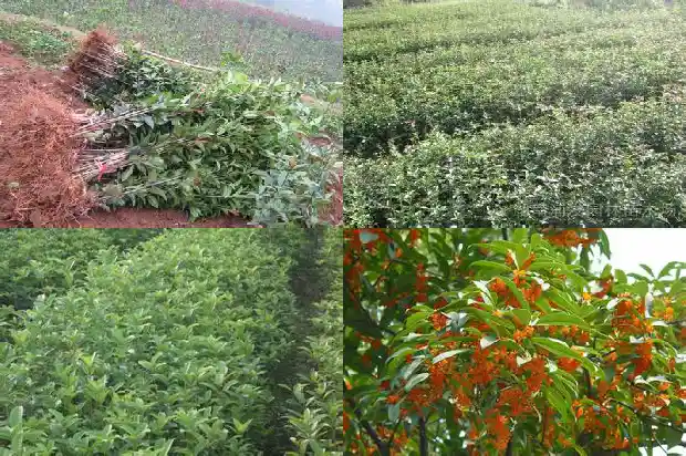 桂花树门前贵人立门内1682989706552