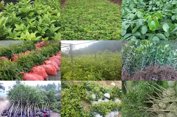 嫁接桂花几年开花结果1682989722062