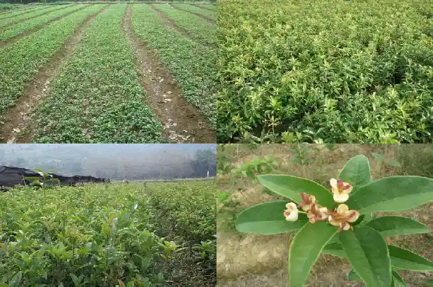 八月桂花树价格表6公分多少钱一棵1689985323283