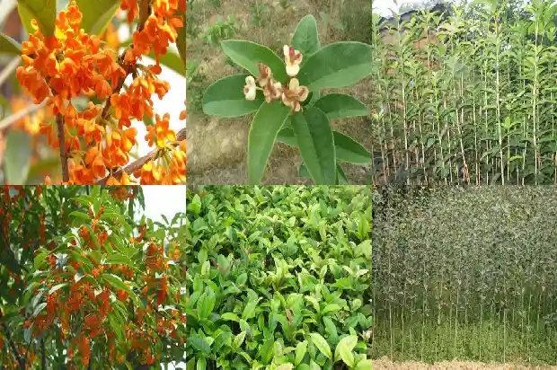 嫁接桂花多长时间开花1682989743968