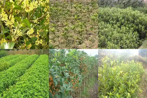 嫁接桂花多长时间开花1682989744016