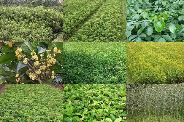 嫁接桂花多长时间开花1682989744063