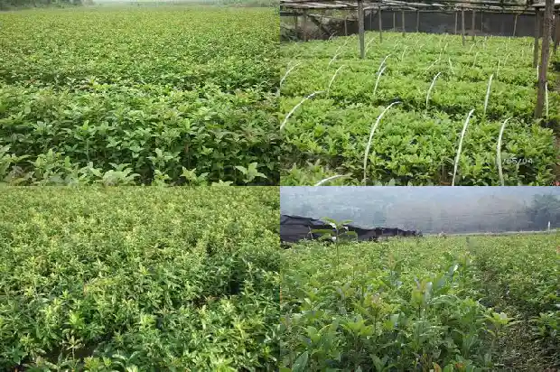 嫁接桂花多长时间开花1682989744111