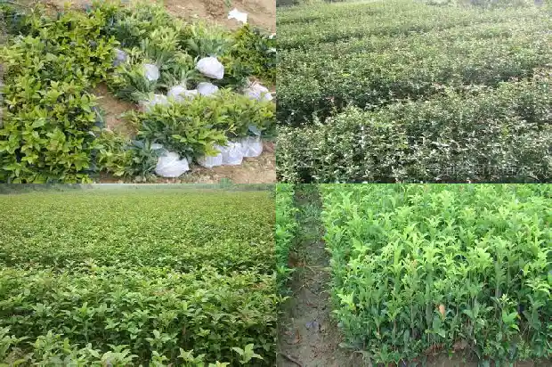 嫁接桂花苗几年可以开花1682989768450