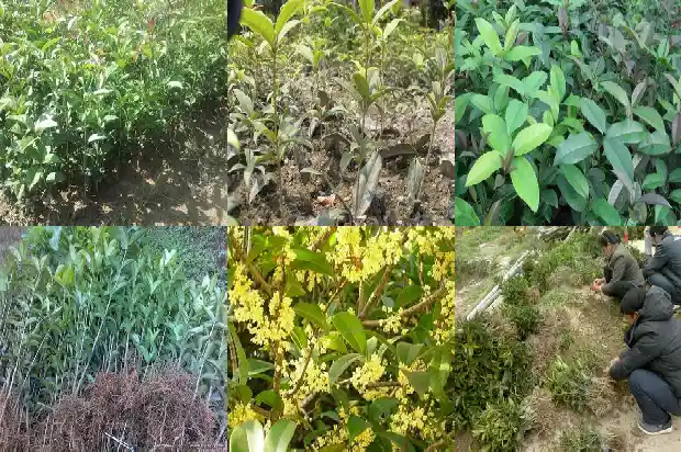 嫁接桂花苗几年可以开花1682989768496