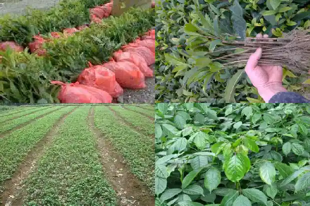嫁接桂花树在几月份嫁接成活快1682989786644