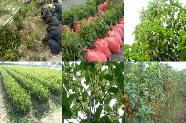 嫁接桂花树在几月份嫁接成活快1682989786692