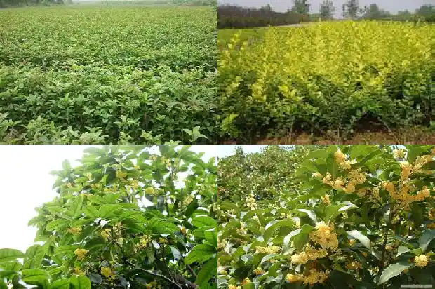 桂花嫁接几年开花1682989811761