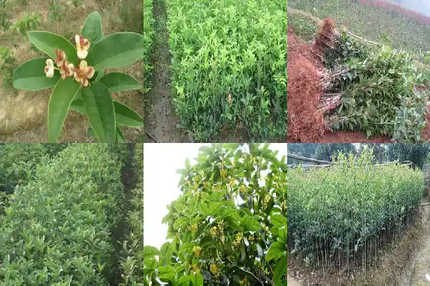 桂花嫁接几年开花1682989811808