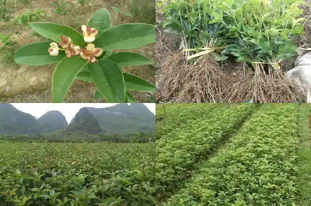 桂花嫁接几年开花1682989811856