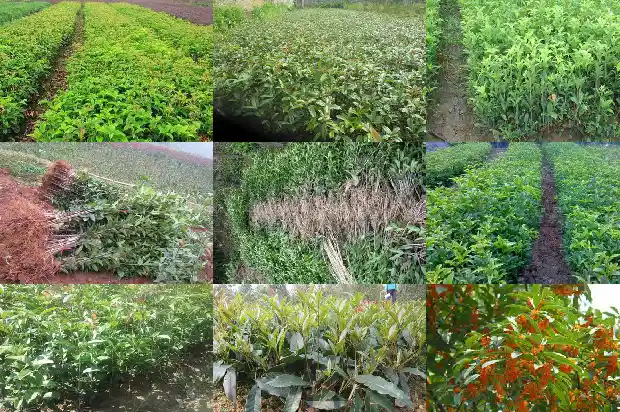 又到一年桂花香说说1682989829164