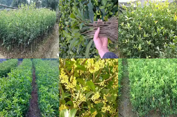 又到一年桂花香说说1682989829211