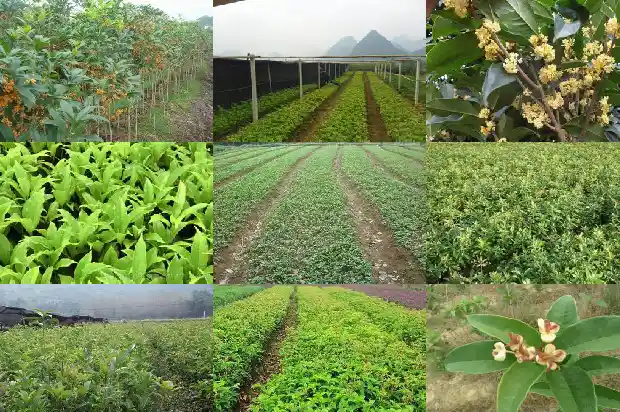八月桂花开得说说1682989846399
