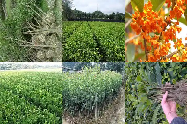 桂花一个季节开几次1682989891660