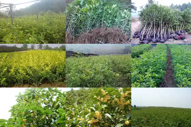 桂花一年开了两次1682989903742