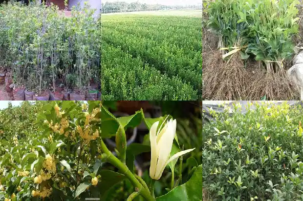 桂花一年开了两次1682989903790