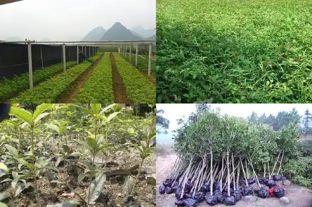 桂花一般几年开花1682989913683