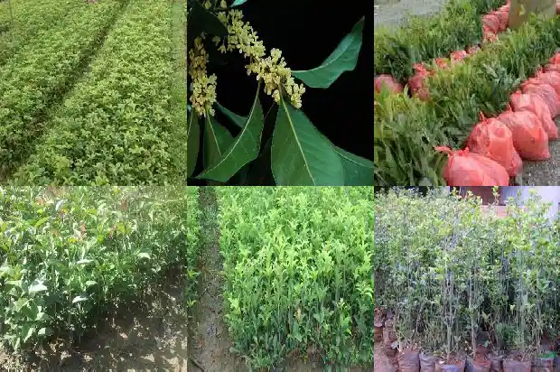 桂花花瓣长什么样1690763729157