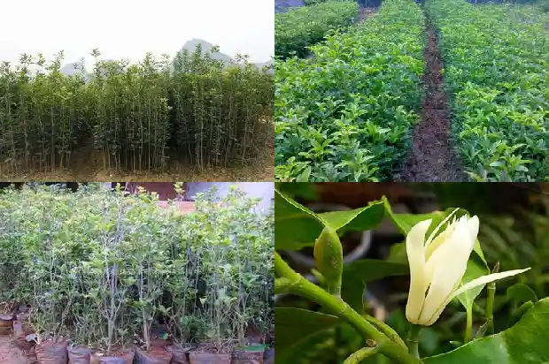 桂花一般几年开花1682989913778