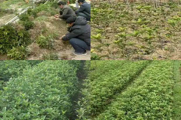 桂花要几年开花呢1682989929408