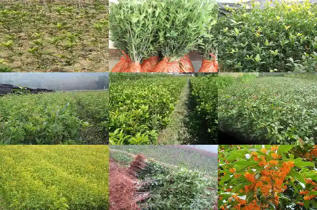 桂花长几年开花1682989939057