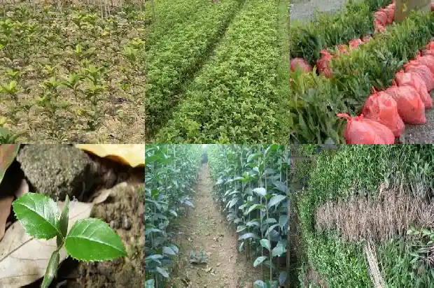 桂花树长成需要几年才能开花1690158538371