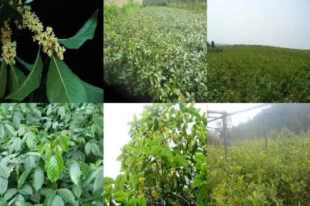 桂花一年要开几次花呢1682989951274